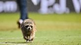 A raccoon ran on to the field during the Union-NYCFC game