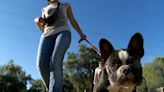 Los mejores parques de Sevilla para ir con tu perro