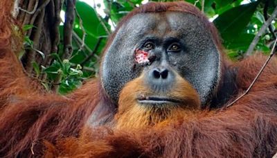 Orangután veterinario: se curó una herida con un producto que preparó