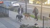 Police release images of dogs after 11-year-old girl mauled in Stepney Green