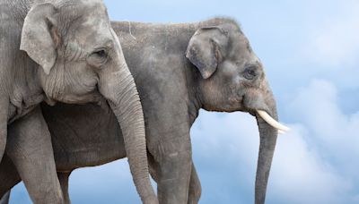 Elefantes também têm rituais de enterro para seus filhotes, diz pesquisa; entenda