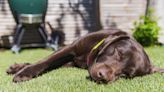 Dog owners urged to follow ‘wet then vet’ heatwave advice this week