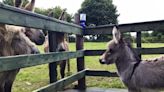 Shock as Donkey Sanctuary in Donegal targeted by thieves attempting to steal collection tins