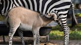 Zebra and a miniature donkey mate ... and the result is a mini-zonkey foal. A what?
