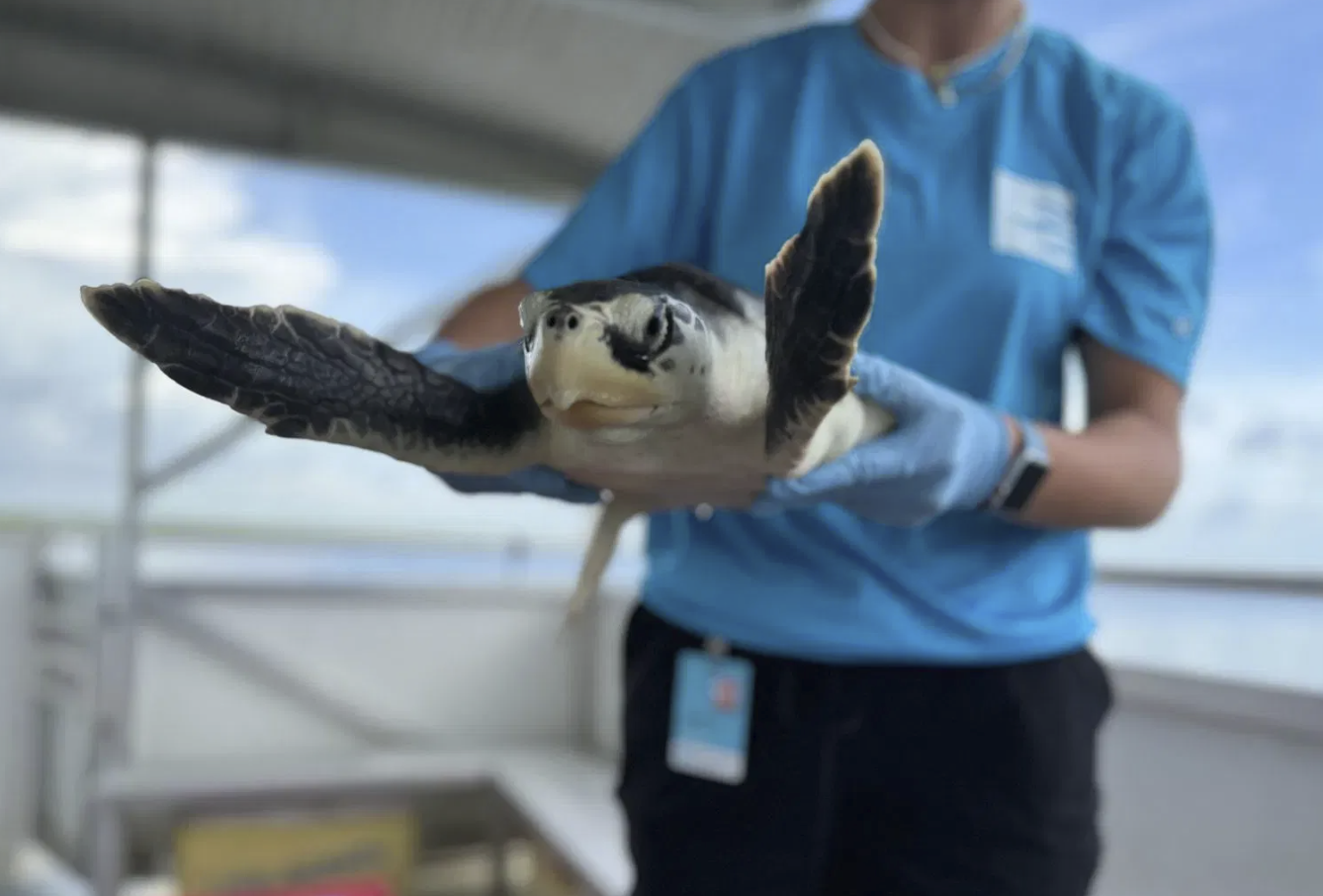 South Carolina Aquarium releases three rehabilitated turtles back into the wild - ABC Columbia