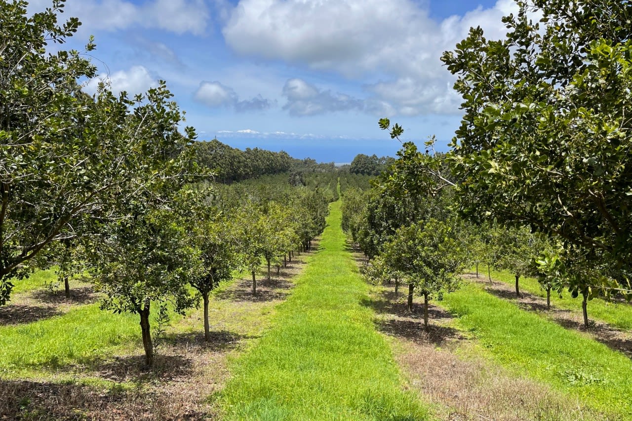 Hawaii is known for its macadamia nuts. Lawmakers want to keep it that way