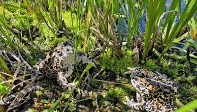 Rare toad raised in San Francisco relocates to Yosemite National Park