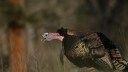 Turkey Calling Tips: How to Call a Turkey