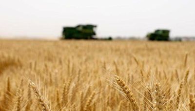 澳洲指控中糧子公司 操縱小麥期貨價格