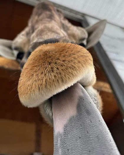 Las Vegas valley giraffe, Ozzie, dies after fall at Lion Habitat Ranch