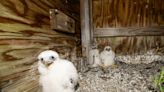 Three peregrine falcon chicks hatch atop Verrazzano-Narrows Bridge | amNewYork