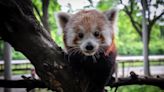Buffalo Zoo welcomes new red panda, Himalaya