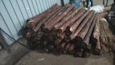 Mumbai: DRI seizes 8 MTs of Red Sanders wood valuing Rs 7.9 crores