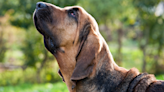 Hungry Bloodhounds Are Miffed That Mom Won’t Feed Them Dinner Whenever They Want