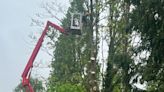 Angry Calverton villagers accuse builder Bellway of killing trees and causing £20k damage