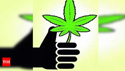 Six youths arrested for peddling ganja and synthetic drugs | Coimbatore News - Times of India