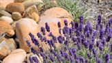 Garden Mastery: Lavender plants offer a wealth of uses