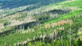 Reforestation study finds only a few tree species can survive a century of rapid climate change