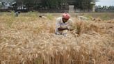 In India, wheat prices are falling but not profit margins - CNBC TV18