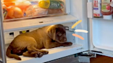 Watch This Sweet Labrador Retriever Puppy Find the Best Place to Beat the Heat