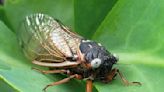 'One in a million' blue-eyed cicadas found throughout Chicago area