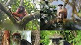 A rare and little-known group of monkeys could help save Africa's tropical forests