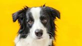 Razas de perros: necesidades, personalidad y todo lo que tienes que saber sobre el Border Collie