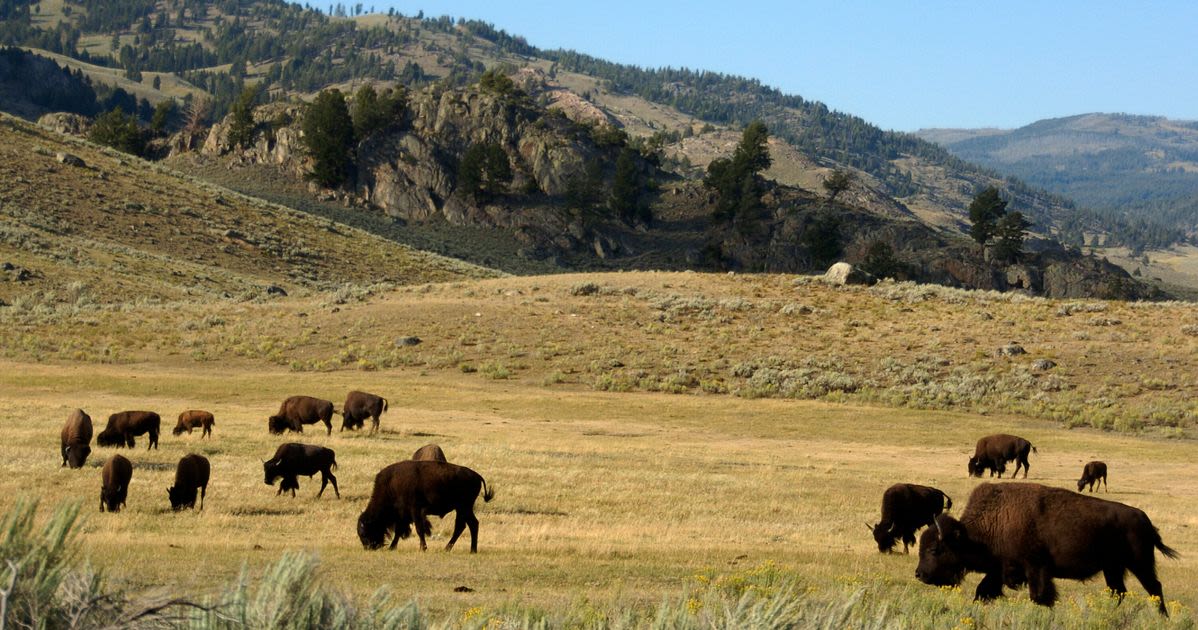 Yellowstone Tourist Injured And Arrested After Allegedly Kicking Bison