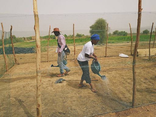 See the $36 billion Great Green Wall in Africa that's an attempt to hold back desertification