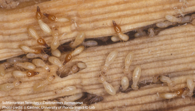 Fighting South Florida pests: Tackling termites