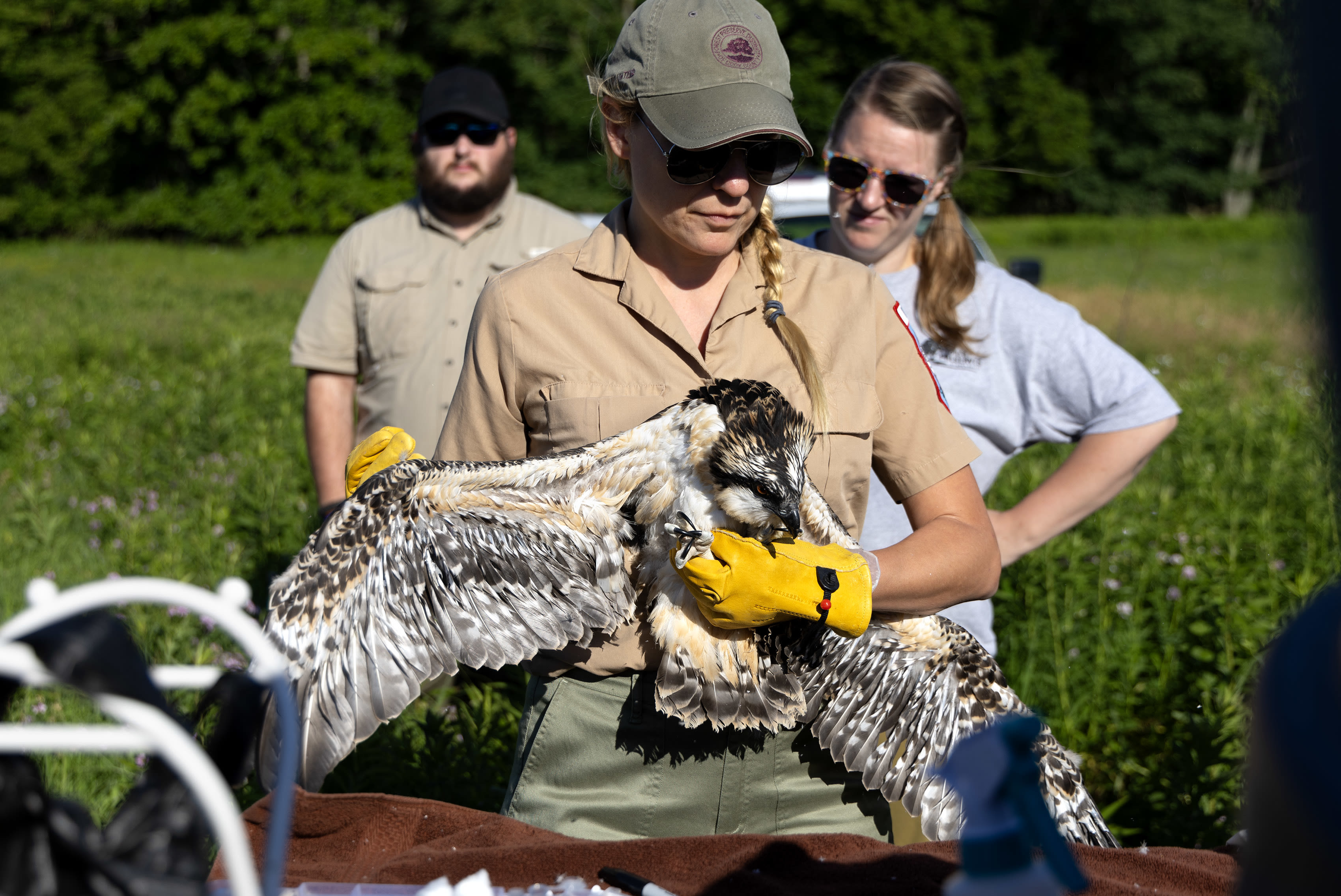 With nests on telephone poles, once-endangered osprey are flying high in Cook County