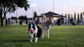 Freedom Dog Park opens near Camarillo Airport