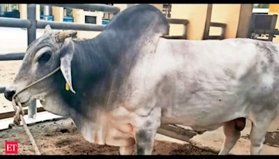 Elite bull at Hapur farm is a headturner with 50k doses of semen and counting