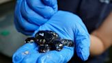 Las tortugas boba que nacieron en una playa de Málaga cumplen un año y siguen fortaleciéndose antes de vivir en el mar