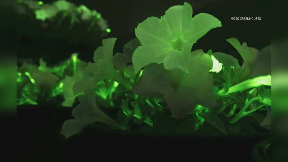 'Straight out of Avatar': Jerome greenhouse has glow-in-the-dark plants