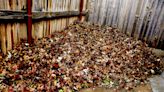 Gardening for You: Leaf mold is brown gold