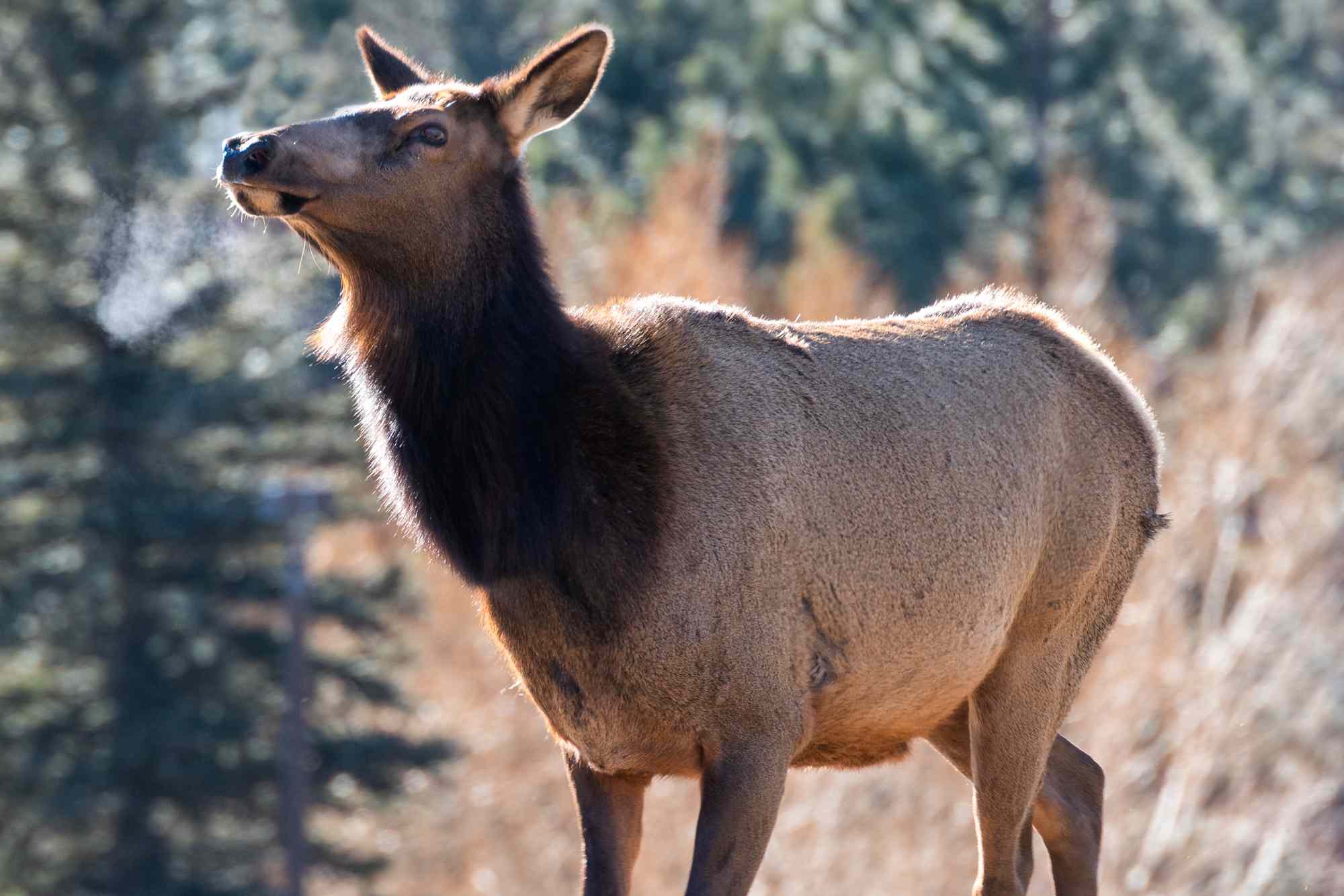 4-Year-Old Boy Attacked by Elk at Colorado Playground Days After Girl Injured in Similar Incident