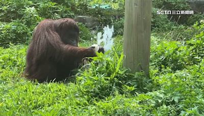 天熱紅毛猩猩「擰毛巾」擦臉 遊客：好像真人