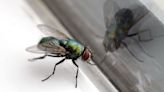 Get rid of flies using cheap household item they can't stand