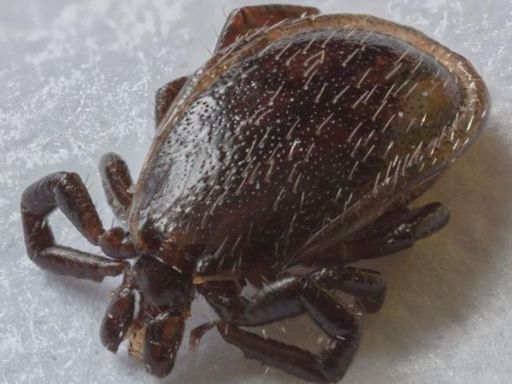 Lyme disease, which is transmitted by ticks, hides in other cases