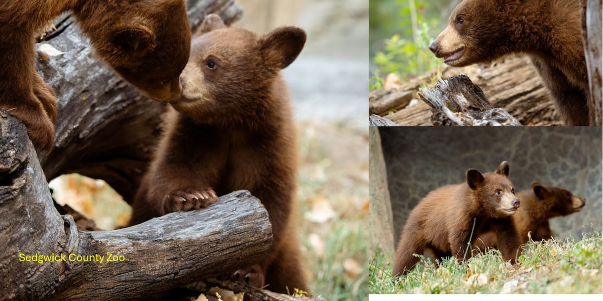 Orphaned bear cubs at Sedgwick County Zoo named, take first steps in new habitat