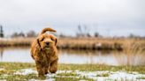 Aussiedoodle Puppies: Cute Pictures and Facts