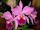 Cattleya