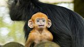 Zoo announces arrival of a François langur – one of the world s most endangered species of primate.