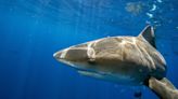 Tourists Watch Russian Man Get Devoured by Shark on Egypt Beach