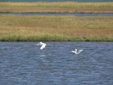 Belle Isle Marsh Reservation