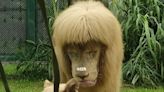 Mane attraction: Chinese zoo denies giving lion a haircut with a fringe
