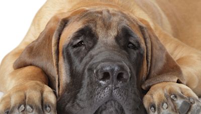 Giant English Mastiff Getting 'Stuck' Around the House is the Definition of 'Big Dog Problems'