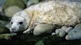 Police to step up patrols at seal pup hotspots in Pembrokeshire after reports of stones being thrown