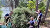 Volunteers help eradicate Scotch broom from Vancouver Island Park